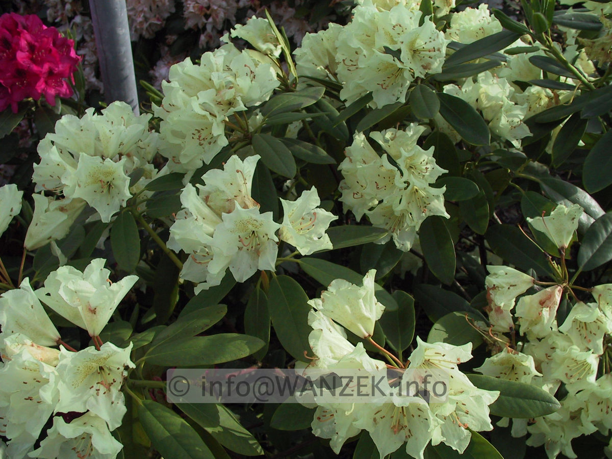 Rhododendron Goldsworth Yellow 05.JPG